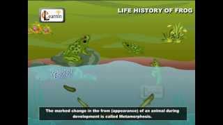 Life Cycle Of A Frog  Frog Metamorphosis  Elementry Science  Elearnin [upl. by Alcus]