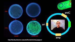 AP Biology Lab 6 Molecular Biology [upl. by Thaxter]