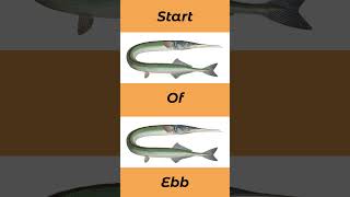 The Best Tides For Garfish In The UK And Europe seafishinguk [upl. by Doretta]