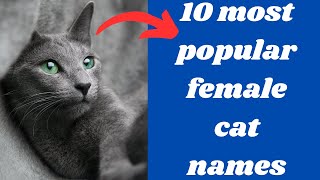 The Top 10 Most Common Female Cat Names Find Inspiration [upl. by Anaiuq69]