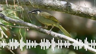 Lewins Honeyeater Call  Australian Bird Sounds amp Songs [upl. by Sacrod]