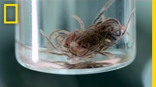 New Discovery BloodRed Worms That Thrive in a Toxic Cave EXCLUSIVE VIDEO  National Geographic [upl. by Leshia]