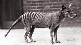 Thylacinidae The Tasmanian Tigers [upl. by Dewey]