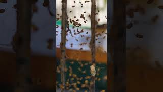 Spiderlings Philippines Orb Weaver [upl. by Assenna435]