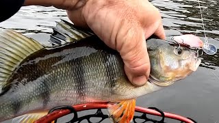 Lake Wallace Edenhope Easy redfin landbased lure casting before the blue green algae bloom [upl. by Deehahs]