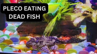 Pleco Ate My FishPleco eating dead fish plecofish [upl. by Dulci600]