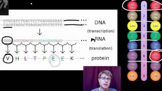 Genotypes and Phenotypes [upl. by Ard]