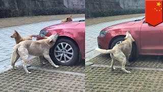 Watch these dogs bite chunks out of man’s car after he kicked them [upl. by Gnohc]