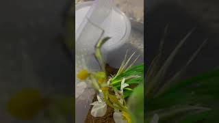 Hierodula Membranacea eating a cricket bug joeyy mantis familia artist [upl. by Yenhoj907]