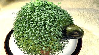 How To Grow Chia seeds  Gardening Tips [upl. by Montfort553]