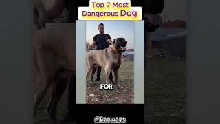 Top 7 Most Dangerous Dog Breeds Banned Worldwide😨☠️ [upl. by Hersh]