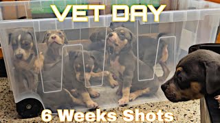 6 Weeks Shots Day XL American Bully Puppies Vlog [upl. by Ogir]