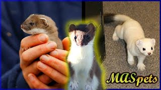 Keeping Stoats as Pets  Shorttailed WeaselErmine as Pets [upl. by Warrenne]