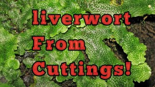 How To Grow Liverwort From Cuttings [upl. by Lizned710]