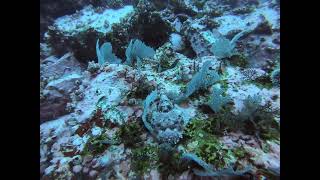 Did you see the Scorpionfish [upl. by Clarita]