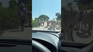 🇹🇭 Thailand Ratchathani Animals on the road from a drivers perspective automobile travel [upl. by Naes]