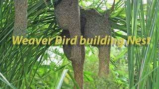 Weaver Bird Building Nest [upl. by Nidak]