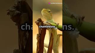 How Do Chameleons Change Color 🦎 [upl. by Fayre182]