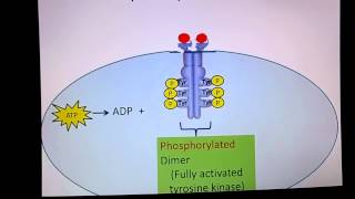 Receptor Tyrosine Kinase [upl. by Adar]