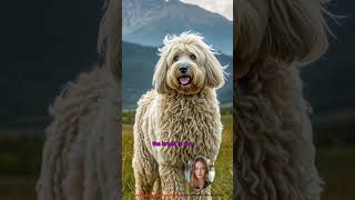 Discover the Komondor Hungarys Protective and Loyal Sheepdog facts asiananimal gyankosh [upl. by Ailecec776]