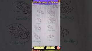 Mechanism of labour  Normal laboyrnursing obg [upl. by Boehmer]