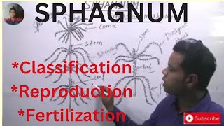 SPHAGNUMBryophytaGametophytic Phase ClassificationMorphologyReproductionFertilization [upl. by Laurella]