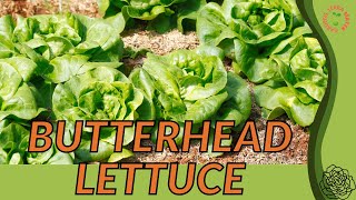 BUTTERHEAD LETTUCE growing in a minute Lactuca sativa [upl. by Innis]