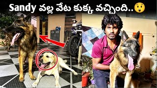 Sandy వల్ల వేట కుక్క వచ్చింది House కి😲 Kari Bava🤣  Full Entertainment Video ​⁠upendragani [upl. by Esyle199]