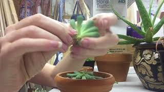 Pruning Etiolated Succulents  Leaf And Stem Propogation [upl. by Dragelin]