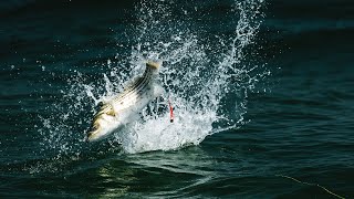 INK  Striped Bass Topwater Feeding Frenzy with Capt Jamie Boyle [upl. by Rossie]