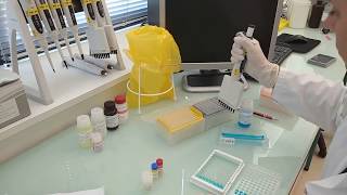 IDvet tutorial How to perform an ELISA test protocol for poultry testing [upl. by Fokos]