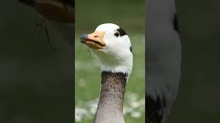 Barheaded goose closeups  Streifengans Portrait Luisenpark Mannheim [upl. by Jill]