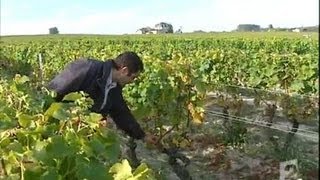 Les vendanges au Château dYquem [upl. by Moor]