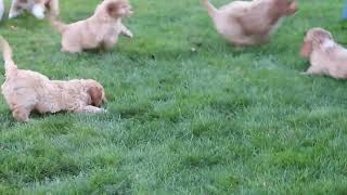 Cockapoo Puppies For Sale [upl. by Ennaitsirk181]