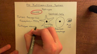 The KallikreinKinin System Part 1 [upl. by Sima]