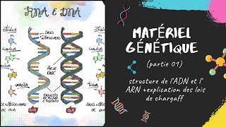 Le matériel génétique  partie 1 📣 EXPLICATION 🔔 L2 Génétique SNV GENETIQUE [upl. by Bornie363]