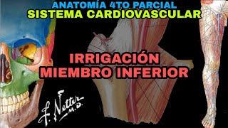 Sistema Cardiovascular Irrigación Miembro Inferior con netter [upl. by Turley]