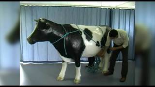 Applying ropes for casting a cow Rueffs method using a model cow [upl. by Annavas362]