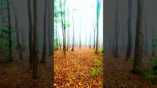 Regen im Wald an der Ostsee im Herbst nature [upl. by Press]