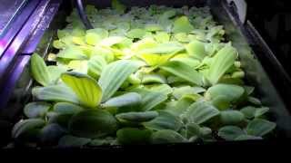 Growing Dwarf Water Lettuce  Bigger and Faster [upl. by Clere42]