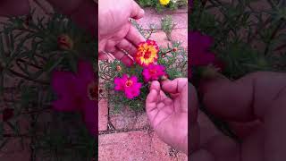 Trying to pollination portulaca flower for take new color flower 💐 horticulture garden shortvideo [upl. by Daren]