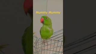 Mummy Mummy Clear Voice youtubeshorts talkingparot voice mummy [upl. by Harley512]