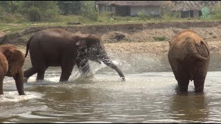 Elephants React To The Trumpet Sound And Rush To Join Each Other  ElephantNews [upl. by Maurey]