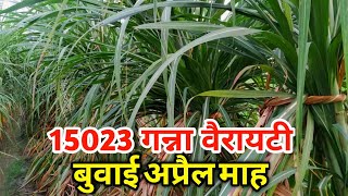 15023 Sugarcane variety  बुवाई अप्रैल माह  Ganna Kisaan [upl. by Eidua]