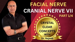 Facial Nerve  Neuroanatomy  Part 14 [upl. by Nama]