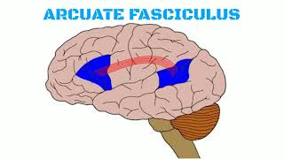 Association fibers of brain [upl. by Hartzell]