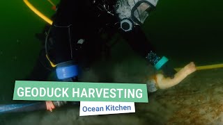 Geoduck Harvesting in Action  Ocean Kitchen [upl. by Genna782]