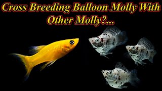 Balloon Molly Breed With Other Molly Breeding Is Possible Cross Breeding  Fish Aquarium Tamil [upl. by Barr979]