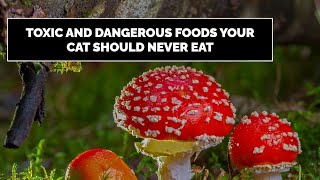 5 Poisonous Foods That Can Kill You [upl. by Capon31]