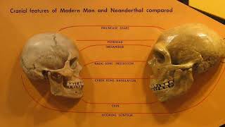 Neanderthals The Mysterious Humans We Never Knew [upl. by Anohsal]